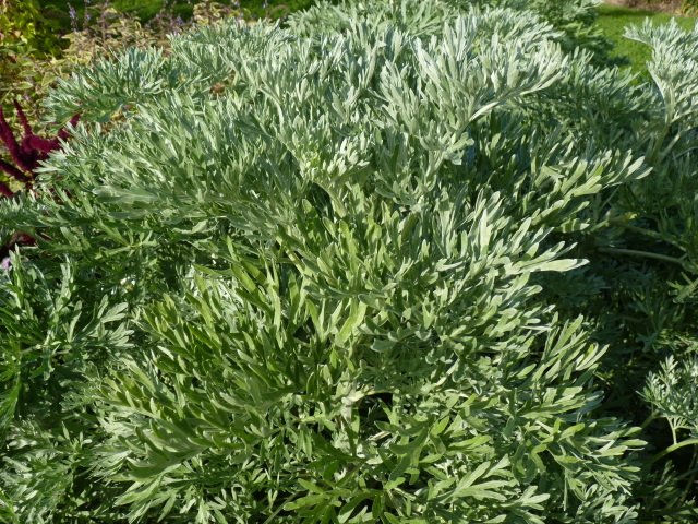 Artemisia absinthium feuille
